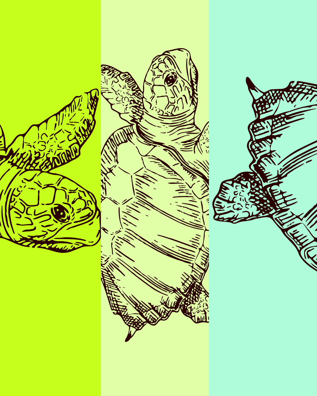 Fauna del Choco